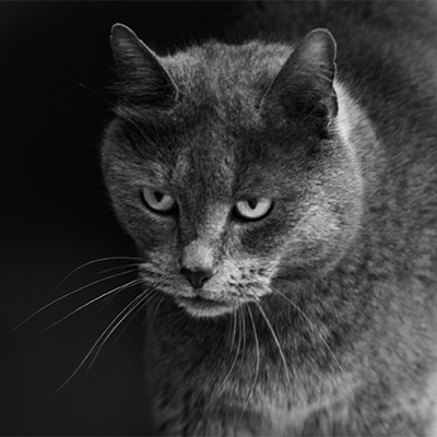 le Chat